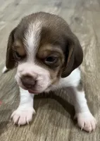 LEO💙, a male Beagle for sale in Gaffney, SC – Photo 2 of 9