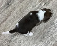 LEO💙, a male Beagle for sale in Gaffney, SC – Photo 7 of 9