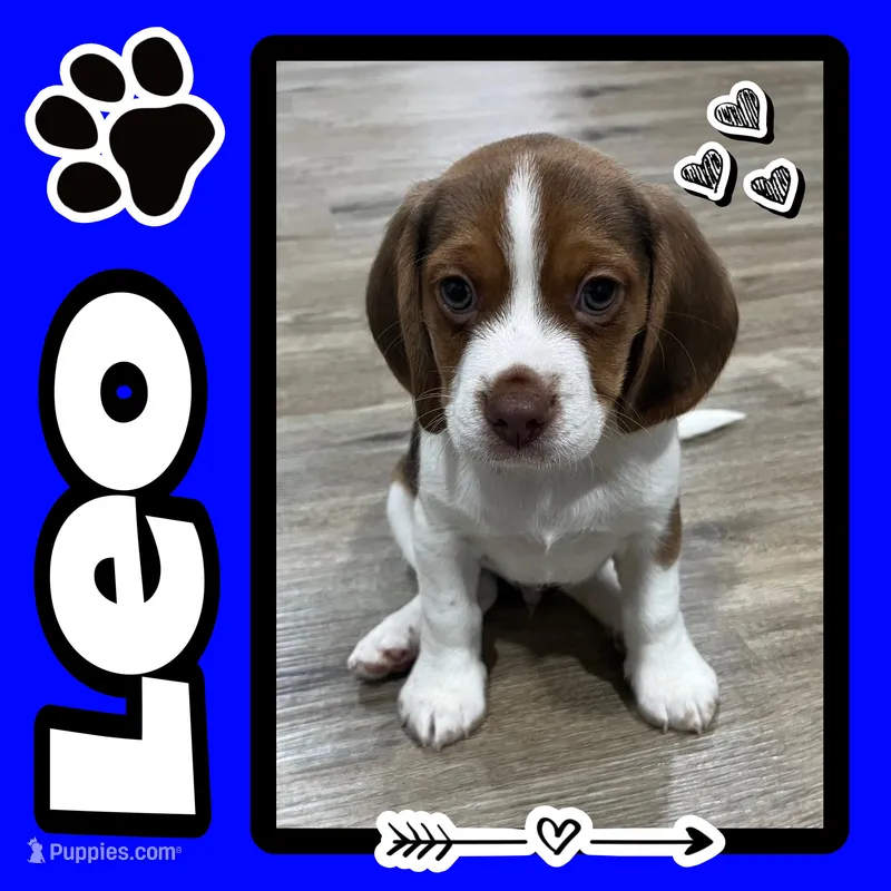 LEO💙 – Beagle puppy for sale in Gaffney, SC
