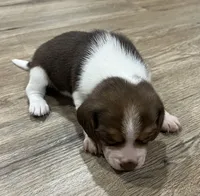 LEO💙, a male Beagle for sale in Gaffney, SC – Photo 8 of 9