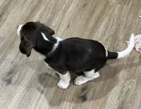Bella, a female Beagle for sale in Gaffney, SC – 7 of 10