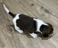 LUKE, a male Beagle for sale in Gaffney, SC – Photo 6 of 7