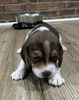 LUKE, a male Beagle for sale in Gaffney, SC – Photo 3 of 7