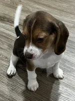 LUKE💙, a male Beagle for sale in Gaffney, SC – Photo 2 of 7