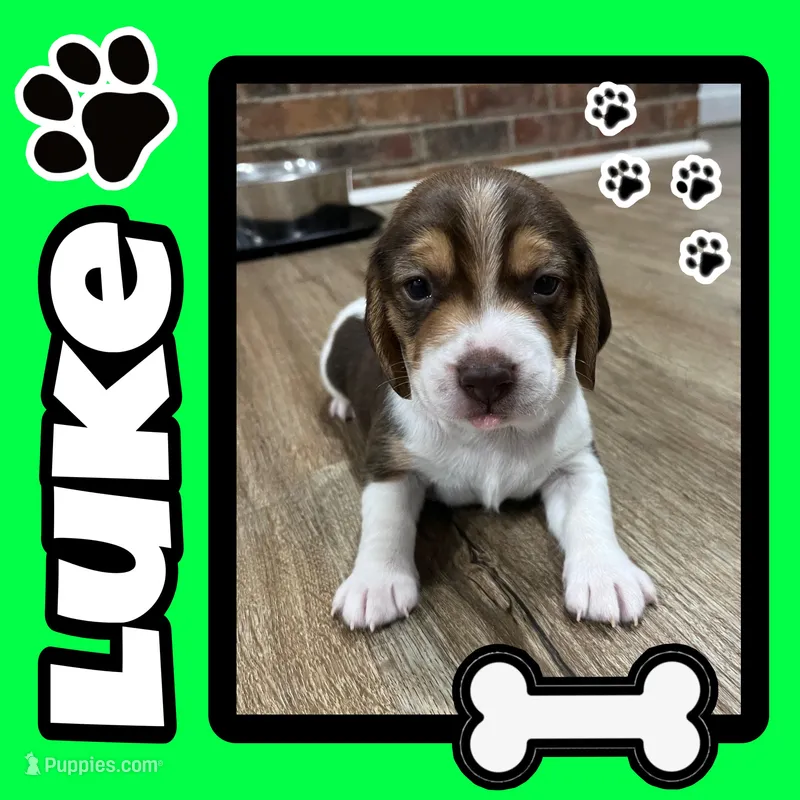 LUKE, a male Beagle for sale in Gaffney, SC – Photo 1 of 7