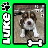 LUKE, a male Beagle for sale in Gaffney, SC – Photo 1 of 7