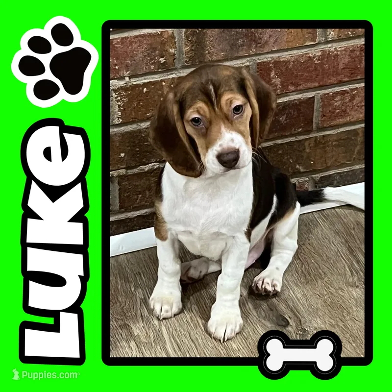 LUKE💙 – Beagle puppy for sale in Gaffney, SC