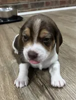 LUKE, a male Beagle for sale in Gaffney, SC – Photo 2 of 7