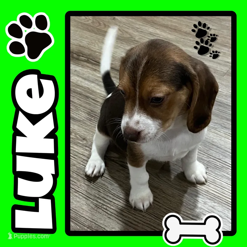 LUKE💙 – Beagle puppy for sale in Gaffney, SC