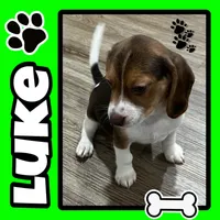 LUKE💙, a male Beagle for sale in Gaffney, SC – Photo 1 of 7