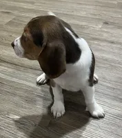 LUKE💙, a male Beagle for sale in Gaffney, SC – Photo 3 of 7