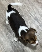 LUKE💙, a male Beagle for sale in Gaffney, SC – Photo 6 of 7