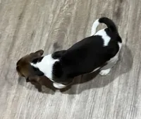 LUKE💙, a male Beagle for sale in Gaffney, SC – Photo 5 of 7