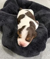 APRIL💜, a female Beagle for sale in Gaffney, SC – 8 of 10