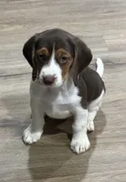 Bella, a female Beagle for sale in Gaffney, SC – 10 of 10