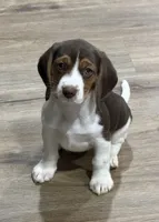 Bella, a female Beagle for sale in Gaffney, SC – 2 of 10