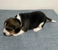 BELLA💜, a female Beagle for sale in Gaffney, SC – Photo 7 of 8