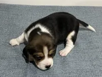 BELLA💜, a female Beagle for sale in Gaffney, SC – Photo 2 of 8