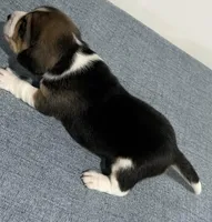 BELLA💜, a female Beagle for sale in Gaffney, SC – Photo 4 of 8