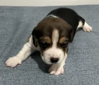 BELLA💜, a female Beagle for sale in Gaffney, SC – Photo 3 of 8