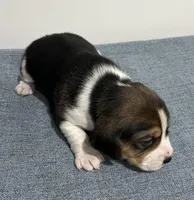 BELLA💜, a female Beagle for sale in Gaffney, SC – Photo 6 of 8