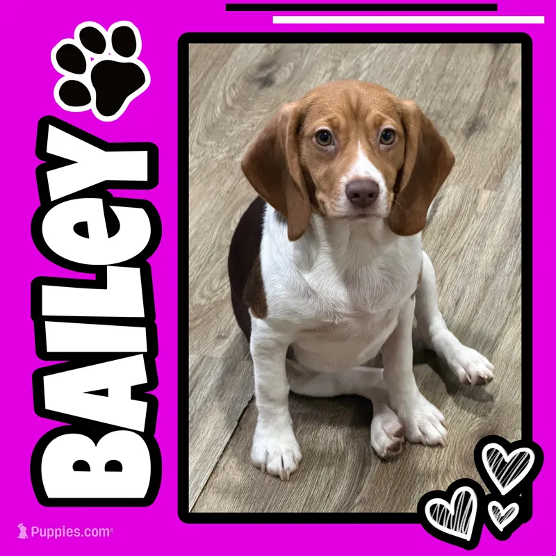 BAILEY🩷 – Beagle puppy for sale in Gaffney, SC