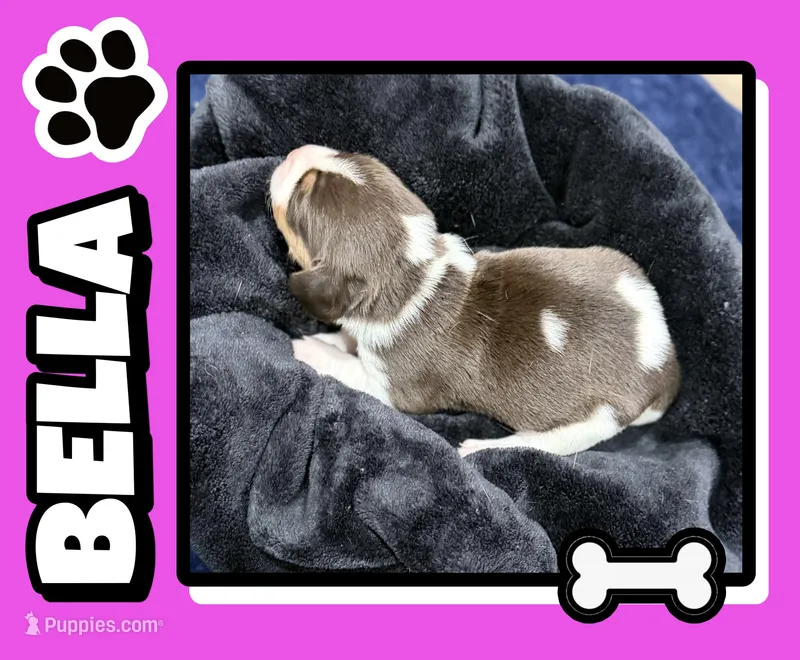 Bella – Beagle puppy for sale in Gaffney, SC