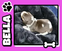 Bella, a female Beagle for sale in Gaffney, SC – 1 of 7