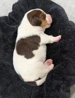 APRIL💜, a female Beagle for sale in Gaffney, SC – 5 of 10