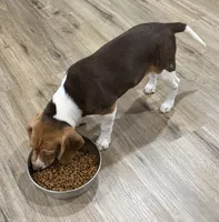 BAILEY🩷, a female Beagle for sale in Gaffney, SC – 7 of 8