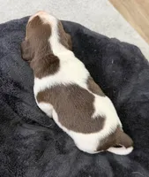 APRIL💜, a female Beagle for sale in Gaffney, SC – 10 of 10