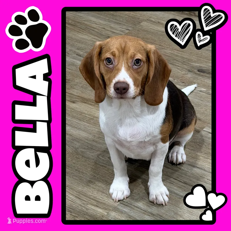 BAILEY🩷 – Beagle puppy for sale in Gaffney, SC