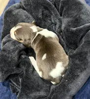 Bella, a female Beagle for sale in Gaffney, SC – 5 of 7