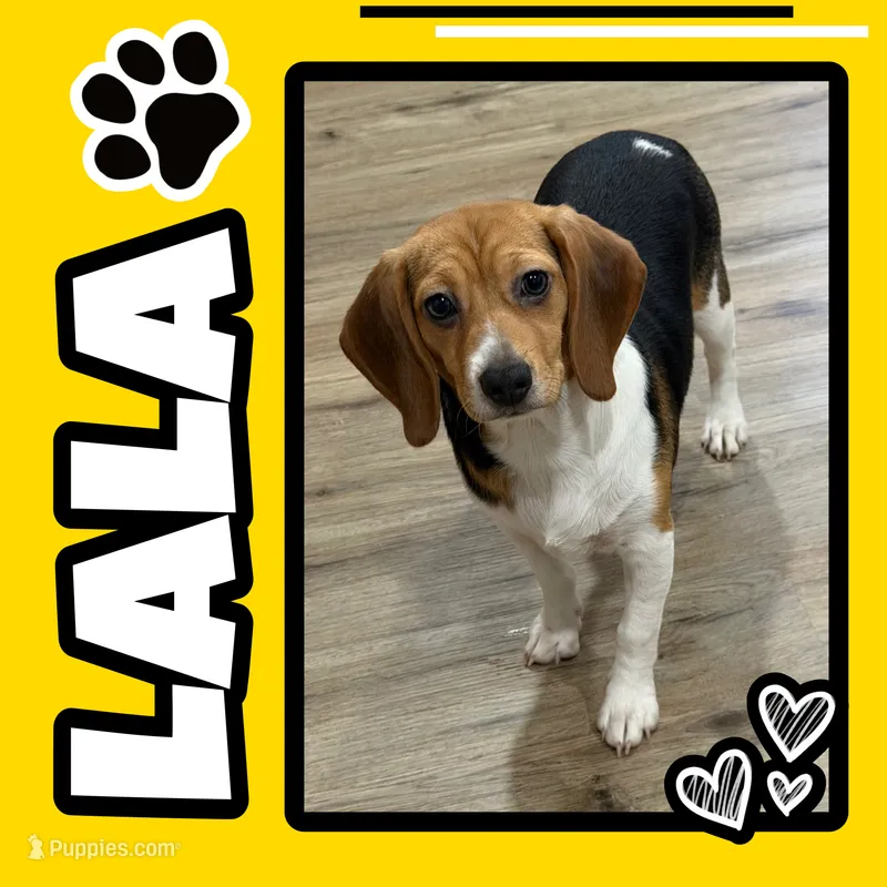 LALA🩷 – Beagle puppy for sale in Gaffney, SC