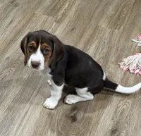 Bella, a female Beagle for sale in Gaffney, SC – 8 of 10