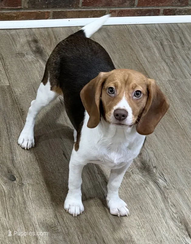 BAILEY🩷 – Beagle puppy for sale in Gaffney, SC