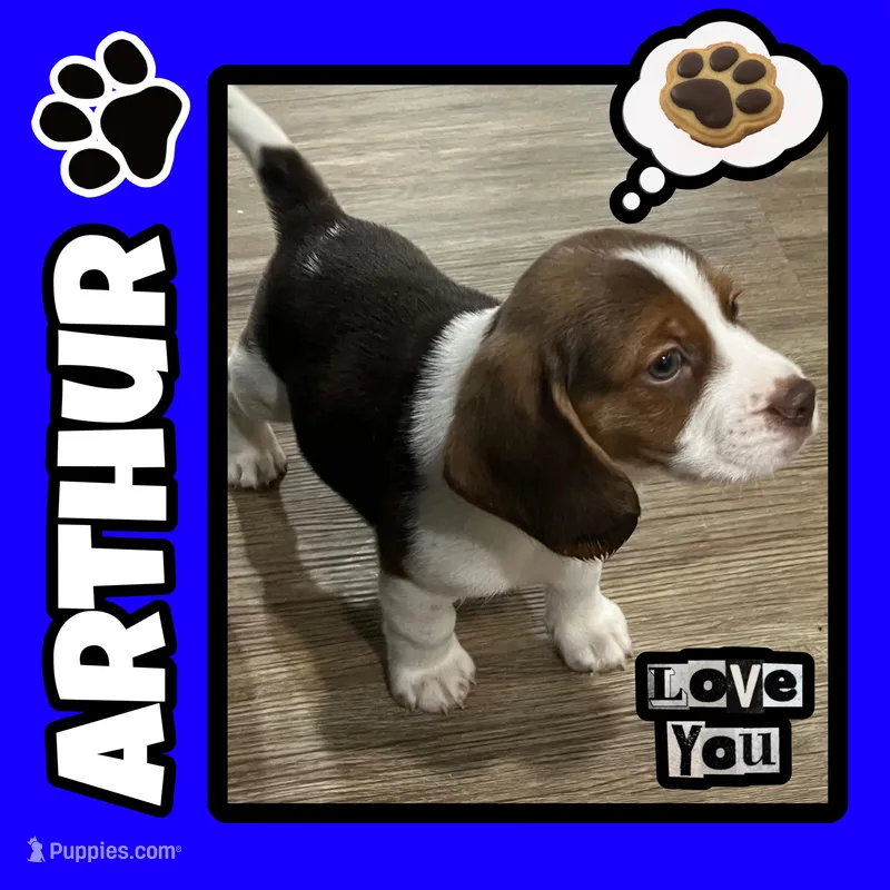 ASTRO💙, a male Beagle for sale in Gaffney, SC – Photo 1 of 8