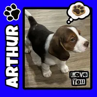 ASTRO💙, a male Beagle for sale in Gaffney, SC – Photo 1 of 8