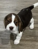 ASTRO💙, a male Beagle for sale in Gaffney, SC – Photo 2 of 8