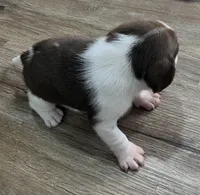 ASTRO💙, a male Beagle for sale in Gaffney, SC – Photo 6 of 8