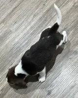 ASTRO💙, a male Beagle for sale in Gaffney, SC – Photo 7 of 8