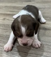 ASTRO💙, a male Beagle for sale in Gaffney, SC – Photo 2 of 8