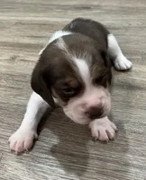 ASTRO💙, a male Beagle for sale in Gaffney, SC – Photo 4 of 8