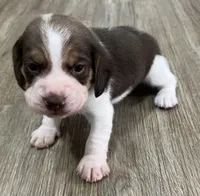 ASTRO💙, a male Beagle for sale in Gaffney, SC – Photo 5 of 8