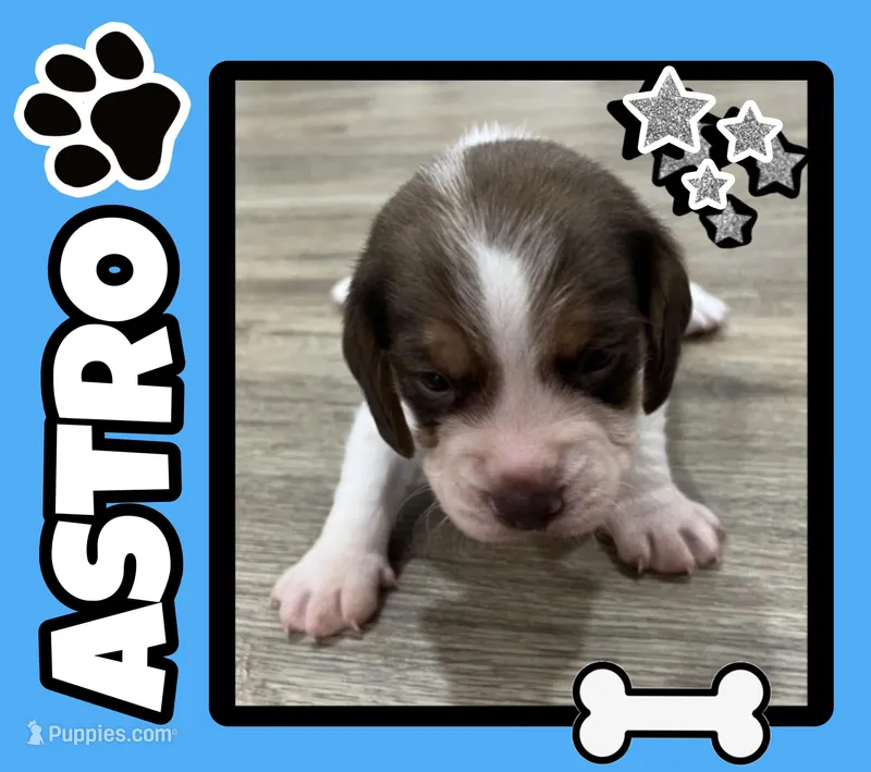 ASTRO💙 – Beagle puppy for sale in Gaffney, SC