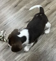 ASTRO💙, a male Beagle for sale in Gaffney, SC – Photo 6 of 8