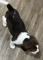 ASTRO💙, a male Beagle for sale in Gaffney, SC – Photo 5 of 8