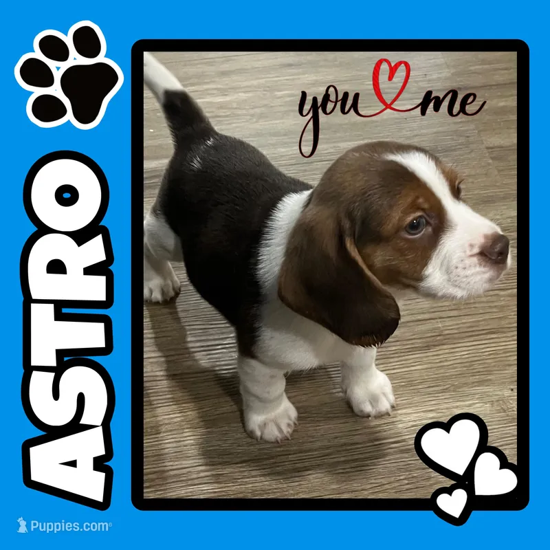 ASTRO💙 – Beagle puppy for sale in Gaffney, SC