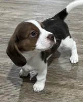 ASTRO💙, a male Beagle for sale in Gaffney, SC – Photo 3 of 8