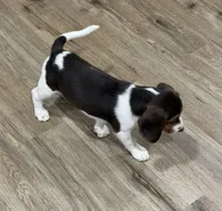 Bella, a female Beagle for sale in Gaffney, SC – 6 of 10